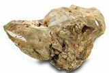 Triassic-Age Petrified Wood Log - Madagascar #379272-2